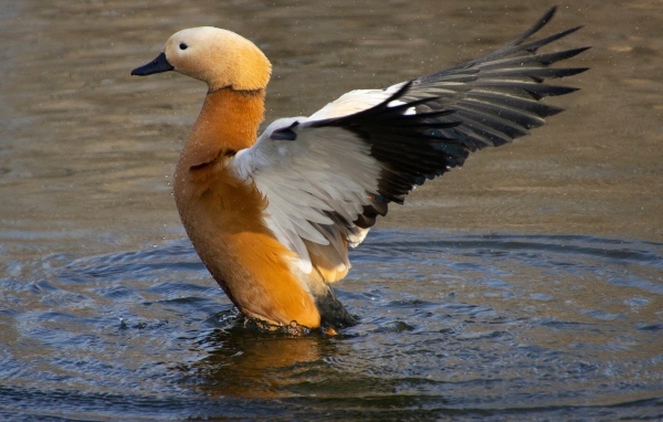 Красивый коричневый гусь в воде