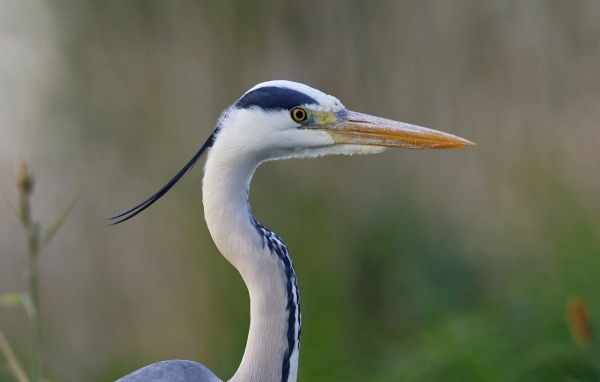 Красивая цапля с острым клювом
