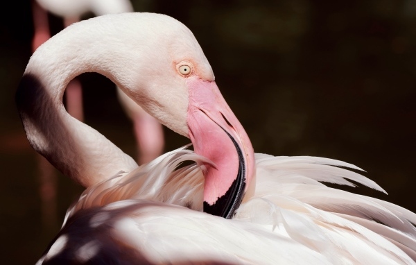 Красивый розовый фламинго крупным планом