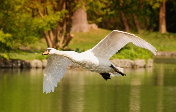 Красивый белый лебедь летит над водой