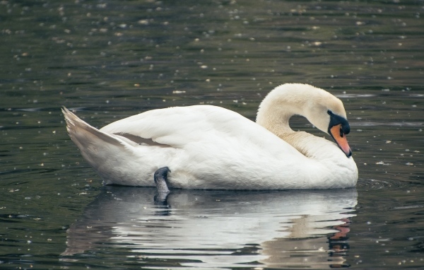 Красивый белый лебедь плавает в воде