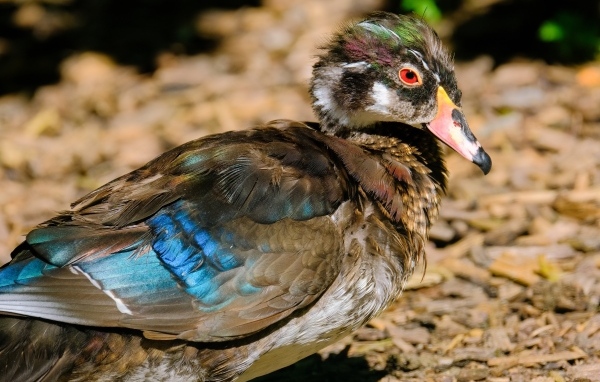 Красивая дикая утка 