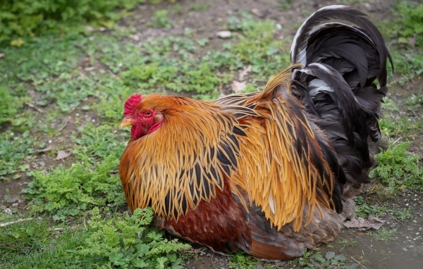 Большой красивый домашний петух