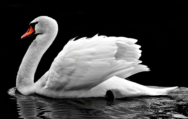 Большой красивый белый лебедь в воде