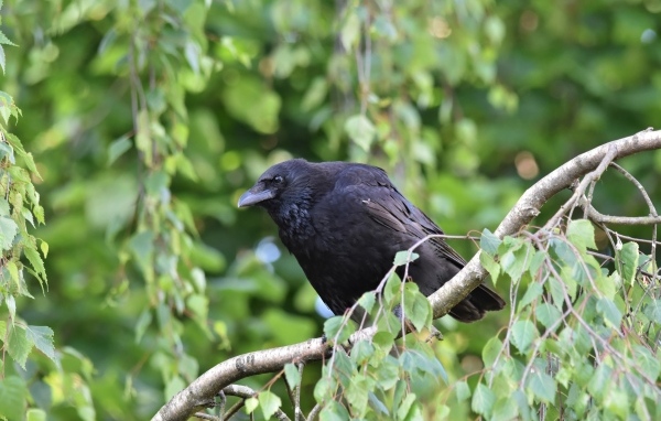 Большой черный ворон сидит на ветке