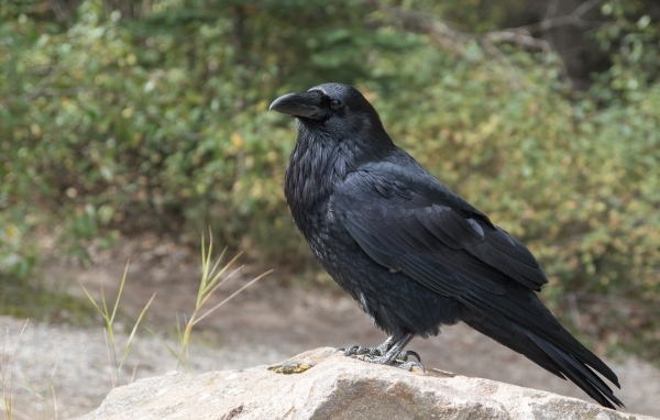 Большой черный ворон стоит на камне