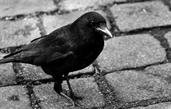 Большой черный ворон стоит на дороге