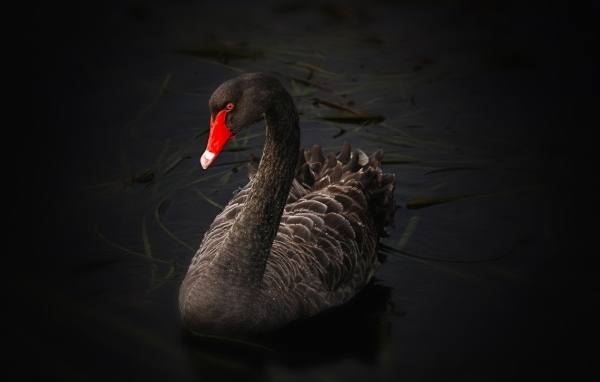 Большой черный лебедь с красным клювом