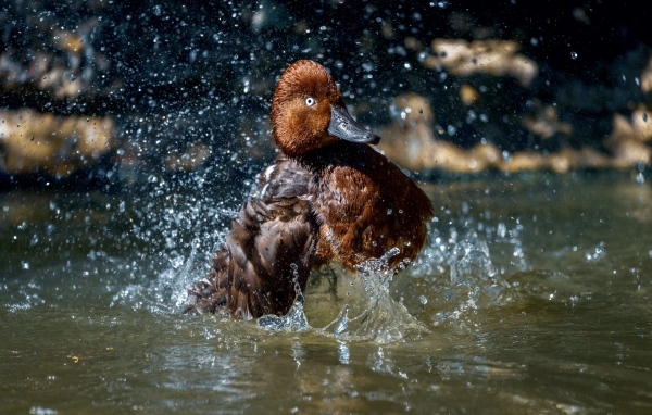 Большая коричневая утка купается в воде