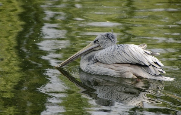 Большой серый пеликан в воде