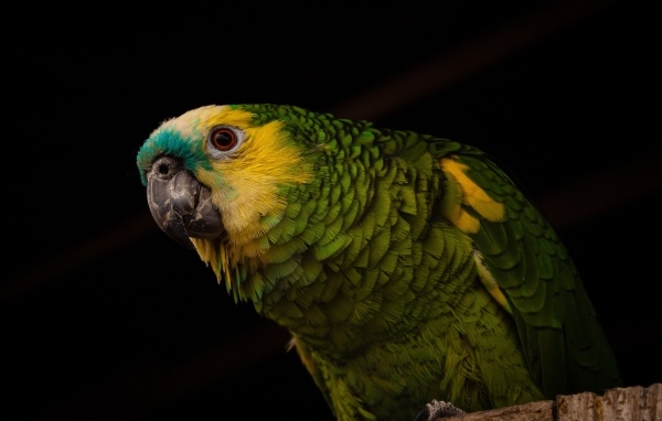 Большой зеленый попугай на черном фоне