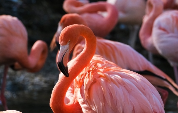 Большой розовый фламинго крупным планом