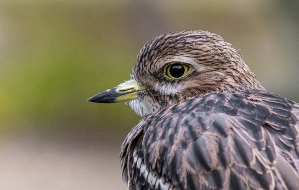 Птица с острым коротким клювом