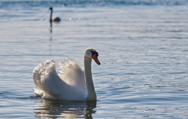 Большой белый лебедь плавает в воде