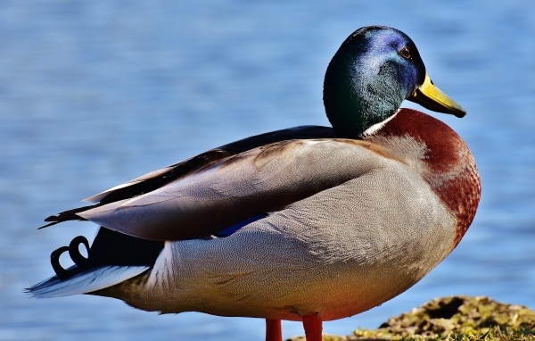 Большой дикий селезень у пруда