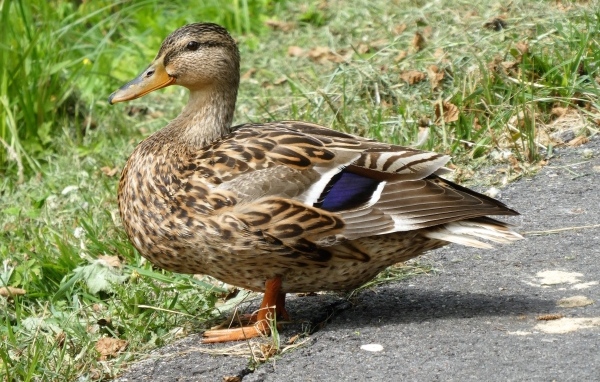 Большая дикая серая утка у травы