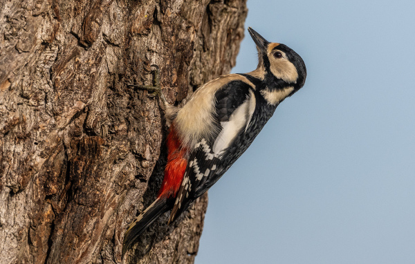 Большой дятел сидит на дереве