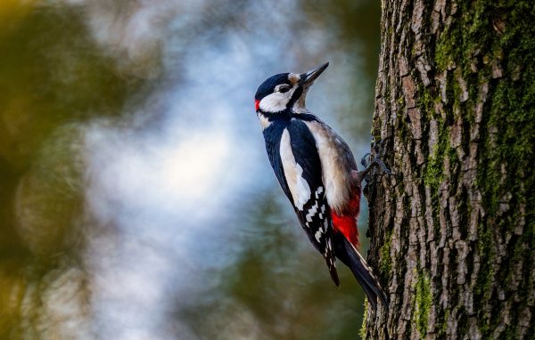 Большой дятел сидит на дереве