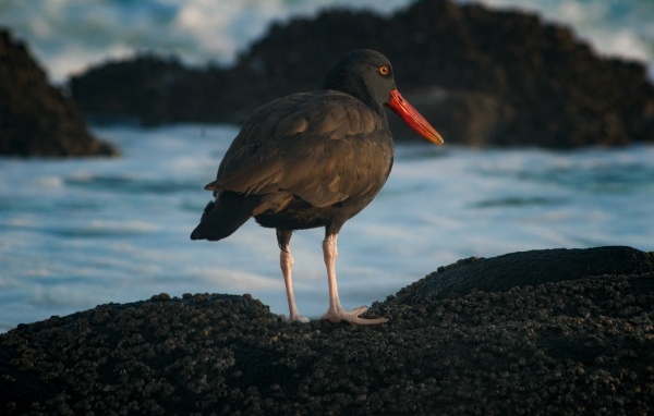 Птица черноватый кулик стоит у воды