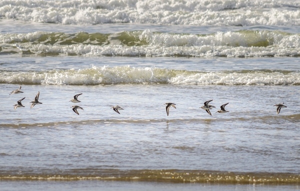Птицы пролетают над морскими волнами