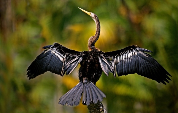 Черный баклан расправил крылья