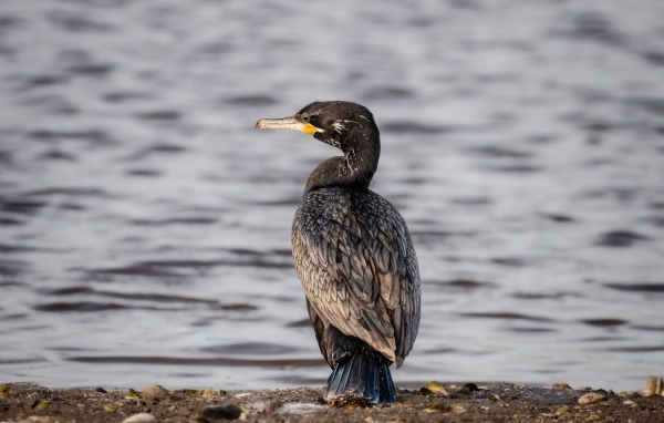 Черный баклан стоит у воды