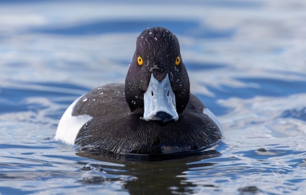 Черная хохлатая утка в воде