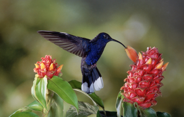 Черная птица колибри над красным цветком