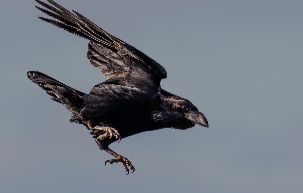 Черный ворон летит в небе