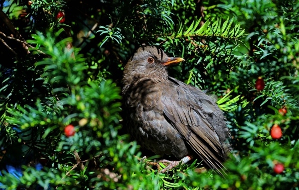 Черный обыкновенный дрозд в ветках