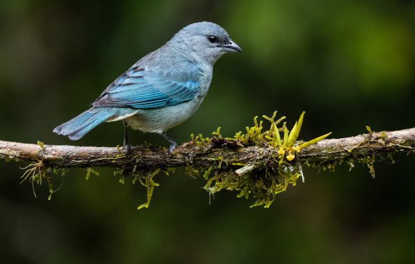 Синеплечий траупис сидит на ветке