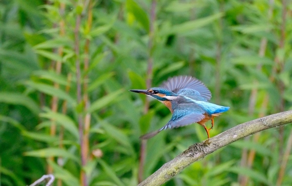 Голубая птица зимородок взлетает с ветки