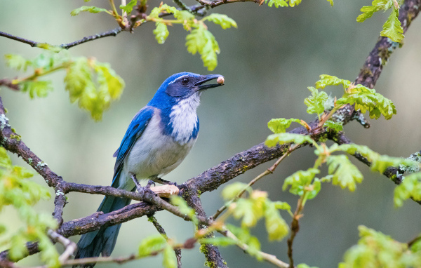Голубая сойка сидит на ветке дерева