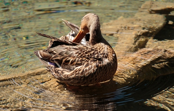 Коричневая утка чистит перья в воде