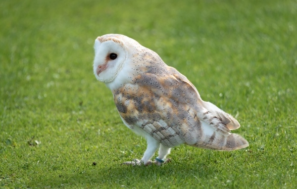 Коричневая сова на зеленой траве