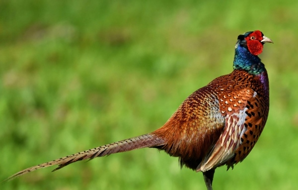 Коричневый фазан крупным планом