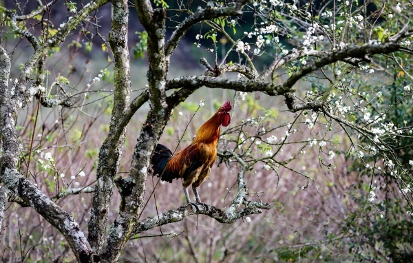 Коричневый петух сидит на ветке дерева