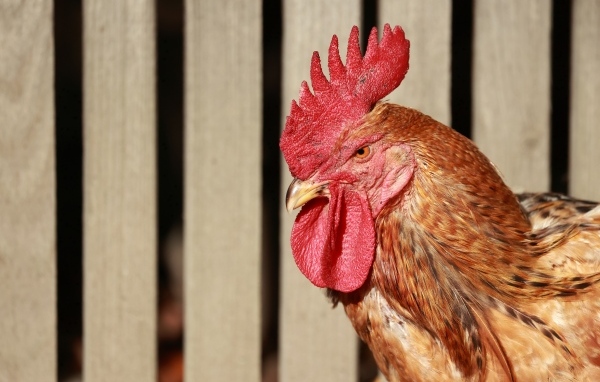 Коричневый петух с красным гребнем