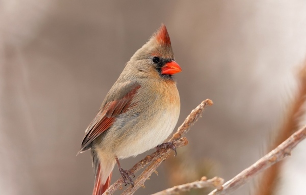 Птица кардинал сидит на ветке дерева