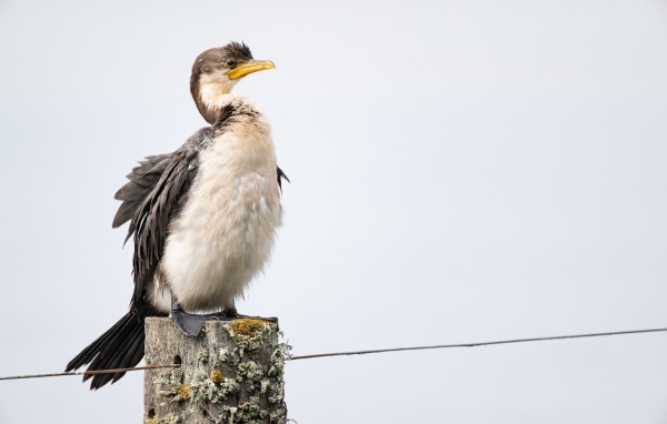 Баклан сидит на столбе у воды