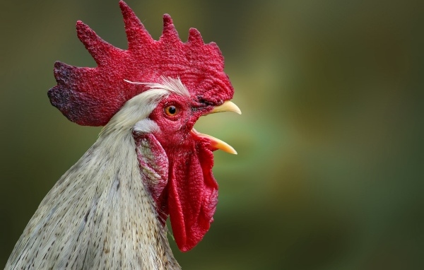 Домашний петух с открытым клювом