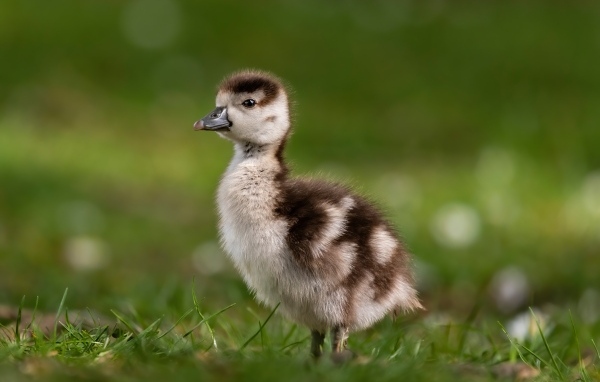 Утенок стоит в зеленой траве