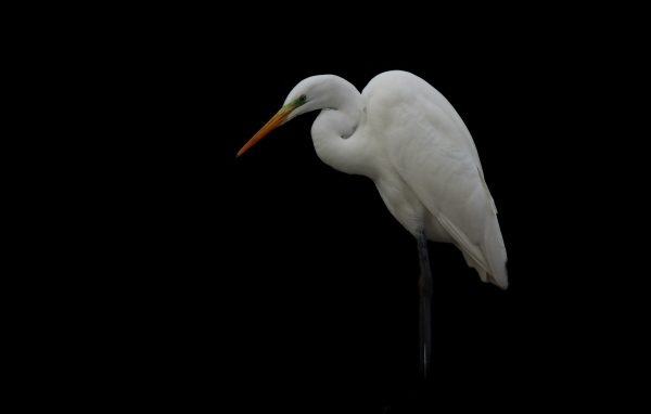 Белая цапля на черном фоне
