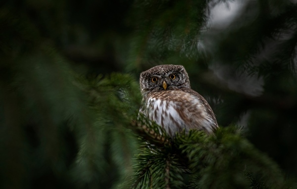 Евразийская карликовая сова сидит на ветке дерева