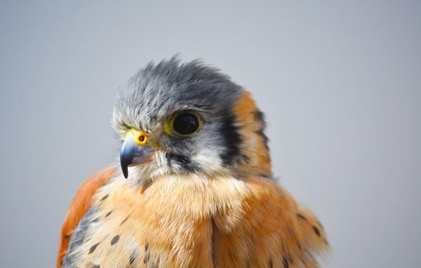 Голова сокола на сером фоне