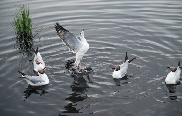 Пять чаек плавают в воде озера