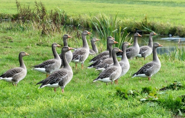 Стая серых гусей у воды