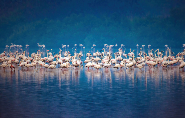 Стая розовых фламинго в воде