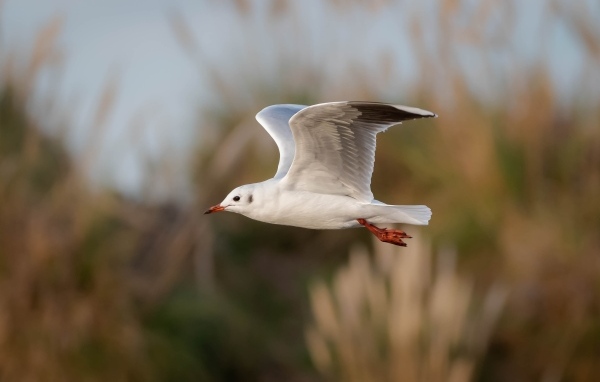 Полет белой чайки в воздухе