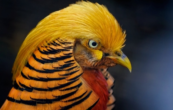 Голова золотого фазана крупным планом